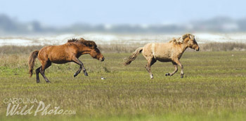 Wild horse action at Rachel Carson Reserve