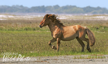 Wild horse action at Rachel Carson Reserve