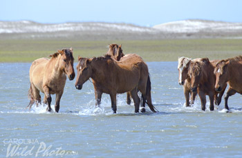 Wild horses at Rachel Carson Reserve