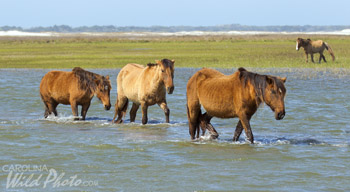 Wild horses at Rachel Carson Reserve