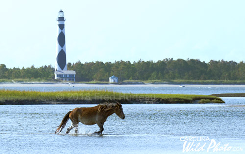 Cape Lookout Lighthouse rises behind this Shackleford pony wading between islands.