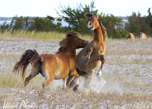 Two stallions go at it on Rachel Carson Reserve.