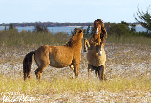 Two stallions square off on Rachel Carson Reserve.