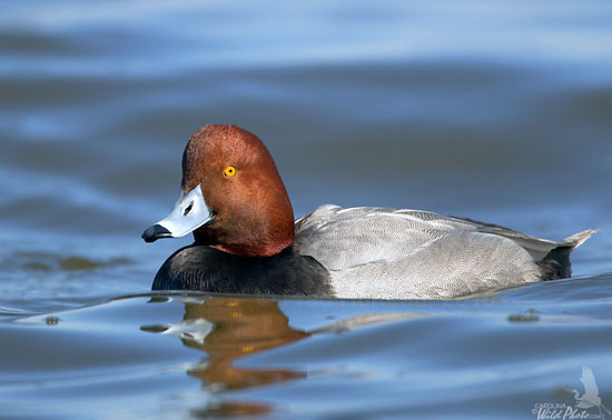 Redhead drake