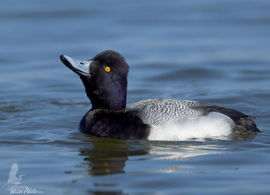 Greater Scaup drake