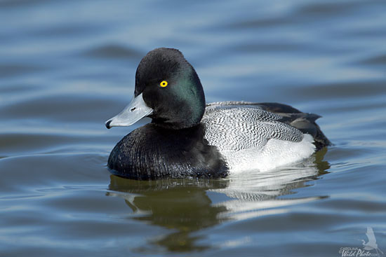 Greater Scaup drake