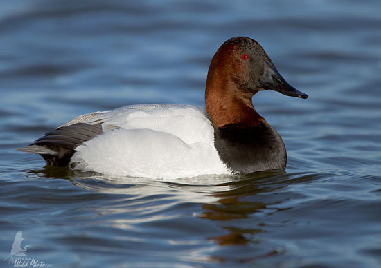 Canvasback drake