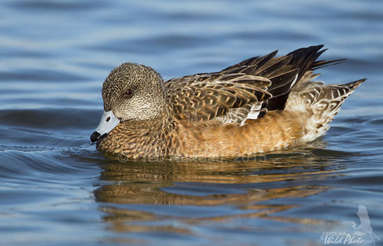 American Wigeon hen