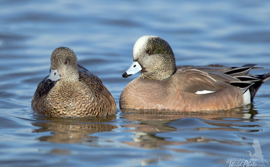 American Wigeons, hen and drake