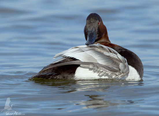 Canvasback drake preening