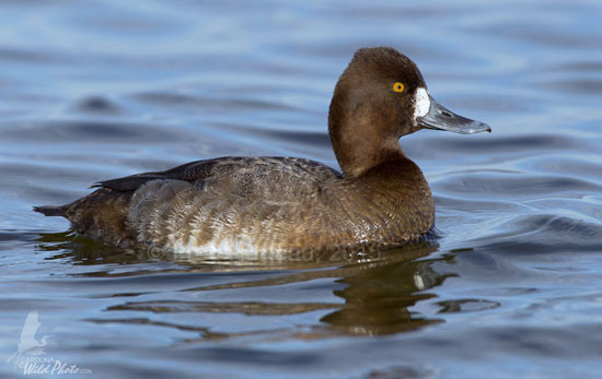 Greater Scaup hen