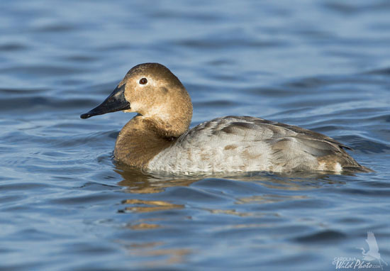 Canvasback hen