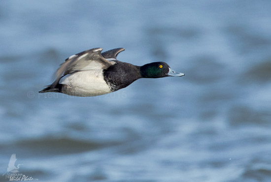 Drake Scaup smiling at me