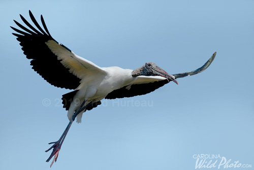 Woodstork in flight at St. Augustine Alligator Farm bird rookery