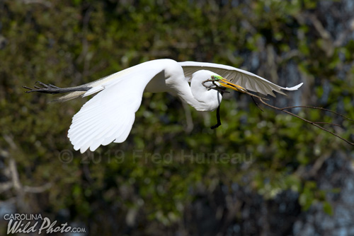 Great Egret brings nesting material at St. Augustine Alligator Farm bird rookery