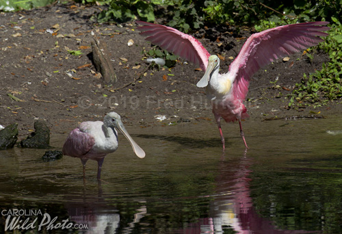 Roseate Spoonbills enjoy the pond at St. Augustine Alligator Farm bird rookery