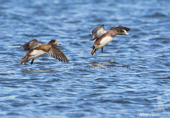 American Wigeon pair landing