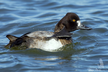 Scaup hen