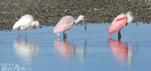 Roseate Spoonbill and White Ibis at Ding Darling NWR