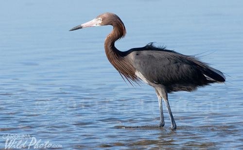 Reddish Egret at Ding Darling NWR