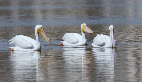 White Pelicans at Estero Lagoon