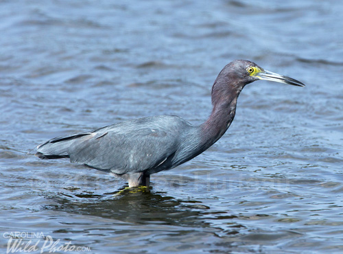 Little Blue Heron adult, Black Point Wildlife Drive, Merritt Island NWR