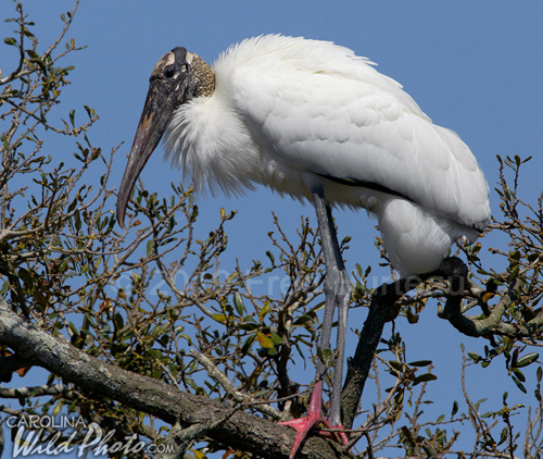 Woodstork perched in tree at St. Augustine Alligator Farm bird rookery