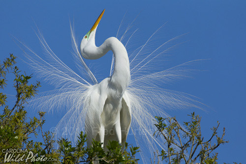 Great Egret in mating display at St. Augustine Alligator Farm bird rookery