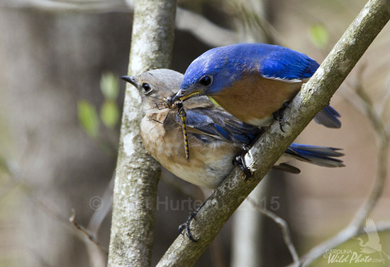 The male Bluebird watches