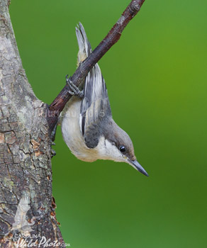 Brown-headed Nuthatch