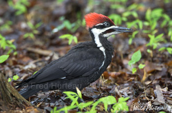 Pileated Woodpecker - male