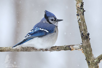 Fluffed up Bluejay braving the snow