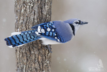 Bluejay on the prowl