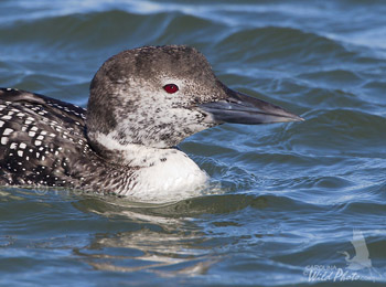 Common Loon