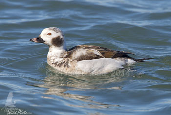 Long-tailed Duck