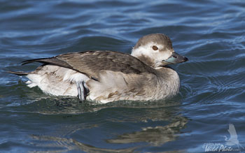 Long-tailed Duck