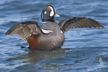 Harlequin Duck