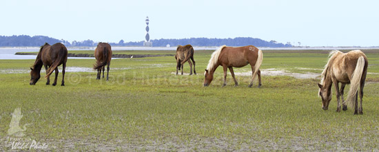 wild horses at Shackleford with Cape Lookout Lighthouse