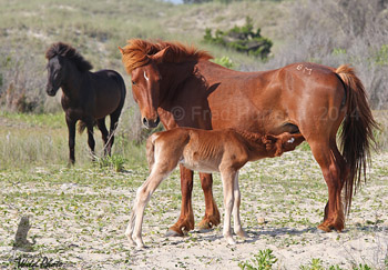 wild horses at Shackleford Banks