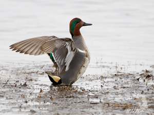 Green-winged Teal drake