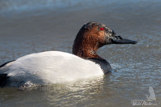 Canvasback drake with a bill deformity