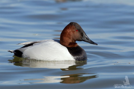 normal male Canvasback