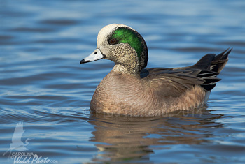 American Wigeon drake