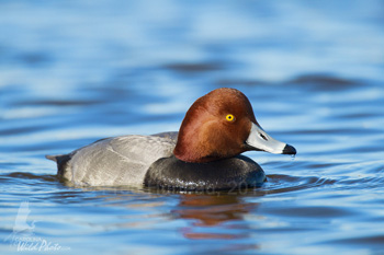 Redhead drake