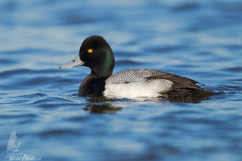 Lesser Scaup drake