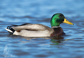 Mallard drake