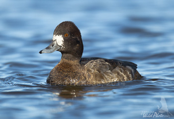 Lesser Scaup hen