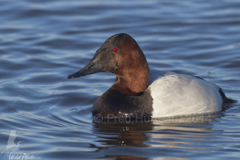 Canvasback drake