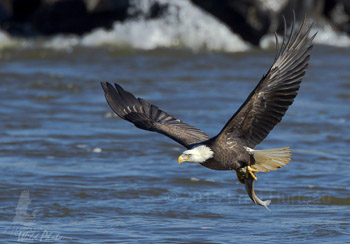 bald eagle with fish