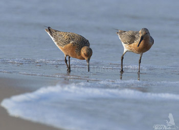 Red Knots at Fort Macon